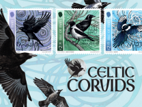 Celtic Corvids 